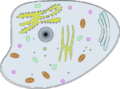 Célula eucariótica.png