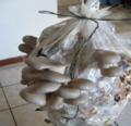 Cultivo de hongos en bolsa plástica.png