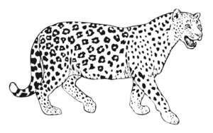 El jaguar.png