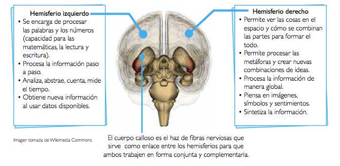 Figura 3. Funciones de los hemisferios cerebrales