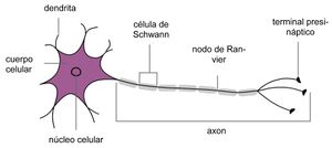 Fig 1. Estructura básica de una neurona.jpg