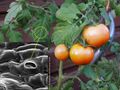 Estoma de la planta de tomate.jpg