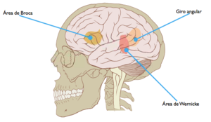 Áreas del hemisferio izquierdo.png