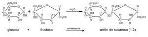 Fig 3. La glucosa y la fructosa hacen una reacción química transformándose en sacarosa.jpg