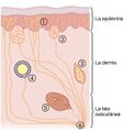 Fig 1. Los receptores de la piel.jpg