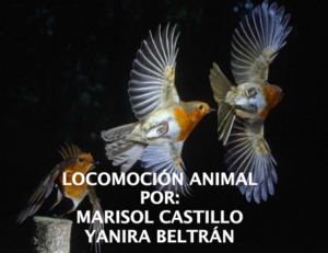 Locomoción animal - carátula.png