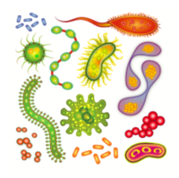 Dibujo de bacterias.png