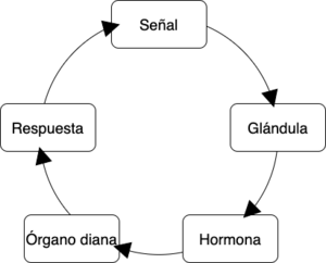 CicloHormonal.drawio.png