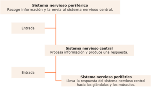 Sistema nervioso periférico.drawio.png