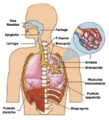 Sistema respiratorio.png
