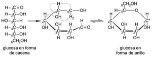 Fig 2. Ciclización en la molécula de glucosa.jpg