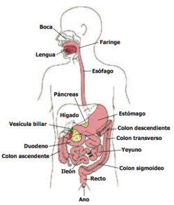Sistema digestivo.png