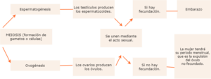 MEIOSIS.drawio.png