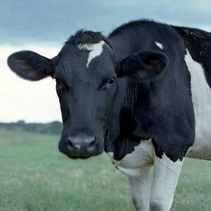 Vaca Pinta.jpg